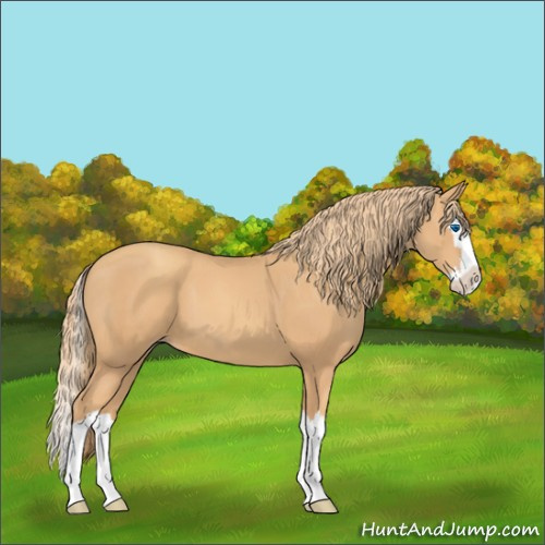 Horse Color:Gold Champagne Splash 
