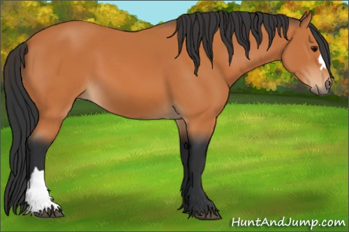 Horse Color:Bay 