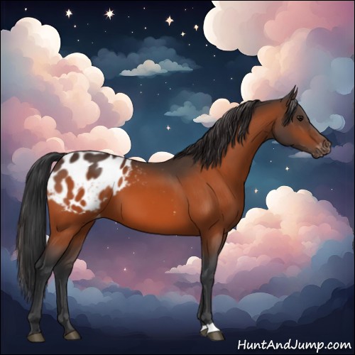 Horse Color:Bay Appaloosa 