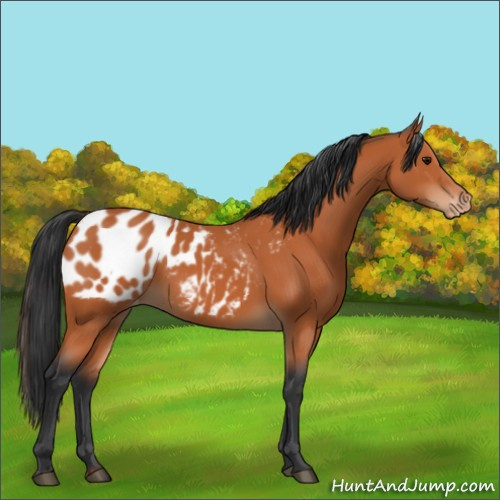 Horse Color:Bay Appaloosa 