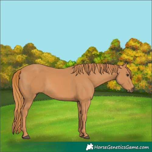 Horse Color:Chestnut 