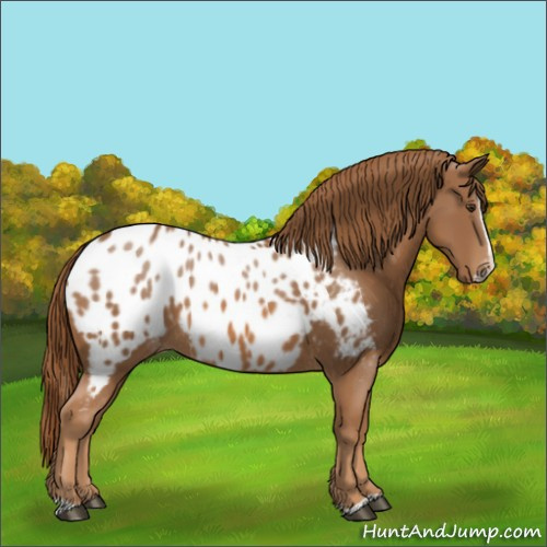 Horse Color:Chestnut Splash Appaloosa 