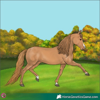 Horse Color:Chestnut Splash 