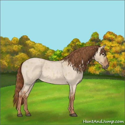 Horse Color:Red Dun Roan 