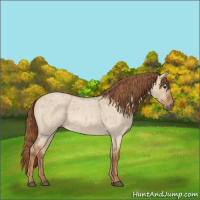 Horse Color:Red Dun Roan