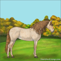 Horse Color:Red Dun Roan