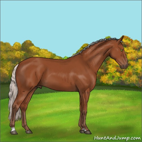 Horse Color:Silver Bay Sabino Rabicano