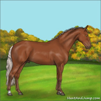 Horse Color:Silver Bay Sabino Rabicano 
