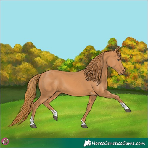 Horse Color:Chestnut Tobiano 