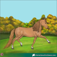 Horse Color:Chestnut Tobiano