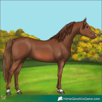 Horse Color:Chestnut 