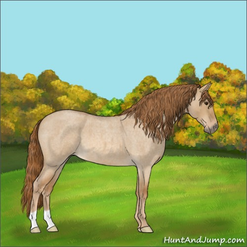 Horse Color:Red Dun Roan 