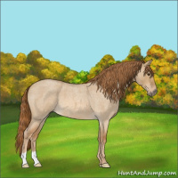 Horse Color:Red Dun Roan 