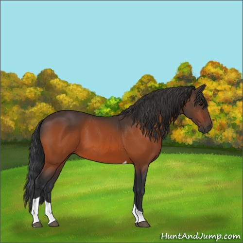 Horse Color:Bay Tobiano 