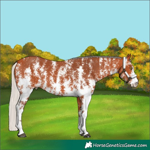 Horse Color:Silver Bay Sabino Rabicano 