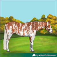 Horse Color:Silver Bay Sabino Rabicano 