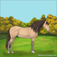 Horse Color:Amber Champagne Rabicano 