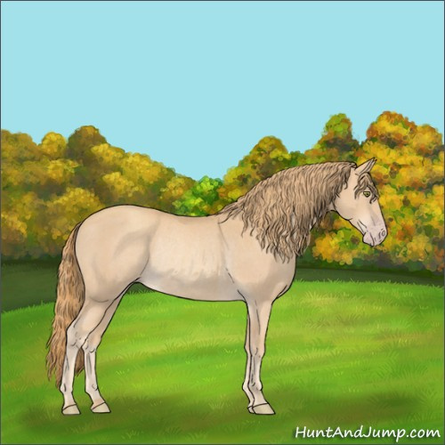 Horse Color:Gold Champagne Rabicano 