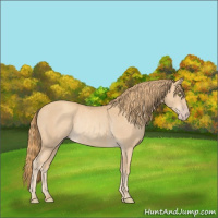 Horse Color:Gold Champagne Rabicano 