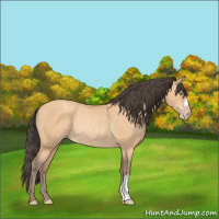 Horse Color:Amber Champagne Rabicano 