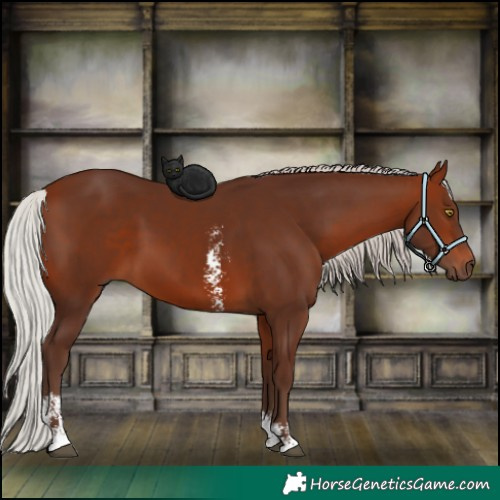 Horse Color:Silver Bay Sabino Rabicano 