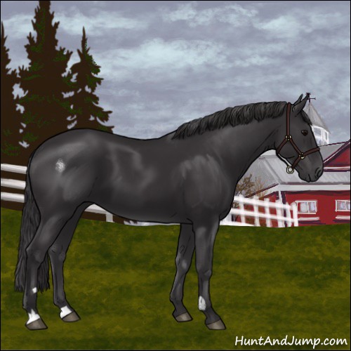 Horse Color:Smoky Black 