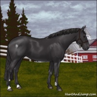 Horse Color:Smoky Black 