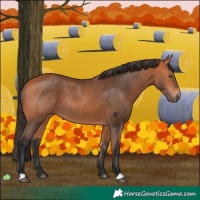 Horse Color:Bay Rabicano 