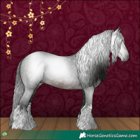 Horse Color:Gray White Spotted Brown