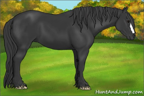 Horse Color:Black 