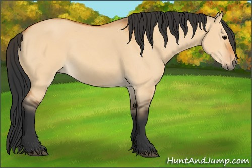 Horse Color:Bay Dun 