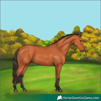 Horse Color:Bay 