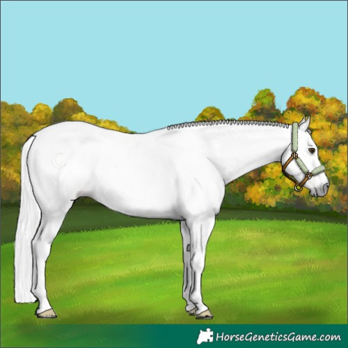 Horse Color:Gray Chestnut 