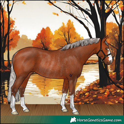 Horse Color:Silver Bay Rabicano 