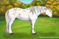 Horse Color:Silver Bay Sabino Rabicano