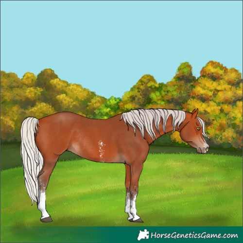 Horse Color:Silver Bay Sabino Rabicano 