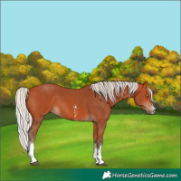 Horse Color:Silver Bay Sabino Rabicano