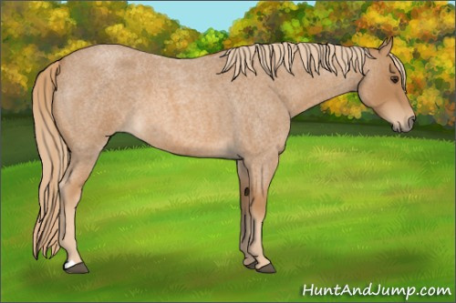 Horse Color:Red Roan