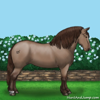 Horse Color:Liver Red Dun 