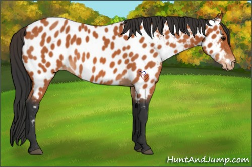 Horse Color:Bay Appaloosa 