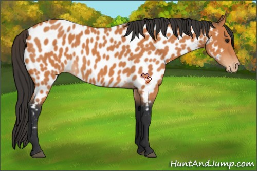 Horse Color:Bay Appaloosa 