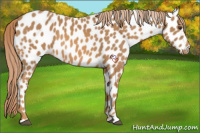 Horse Color:Chestnut Appaloosa 