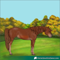 Horse Color:Chestnut 