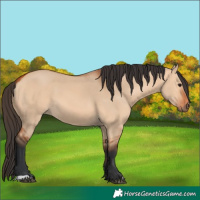 Horse Color:Bay Dun