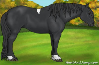 Horse Color:Black Tobiano