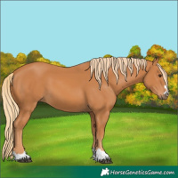 Horse Color:Chestnut 