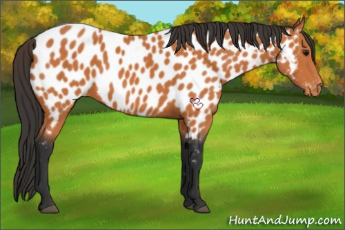 Horse Color:Bay Near Leopard 
