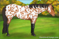 Horse Color:Bay Near Leopard 