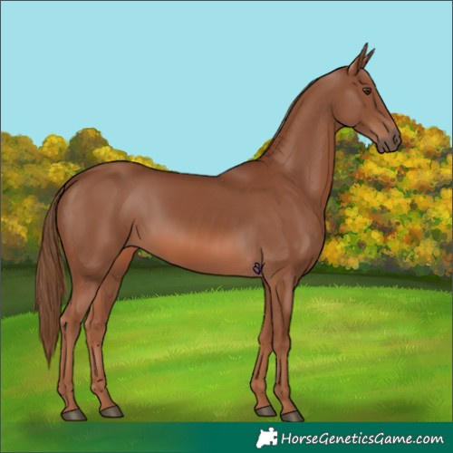 Horse Color:Chestnut 