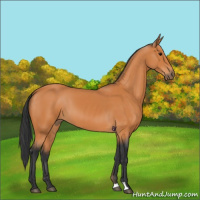 Horse Color:Bay 